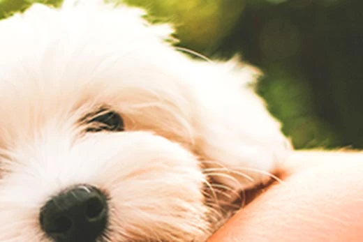A blurry enlarged image